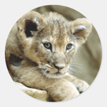 Cute Lion Cub Sticker