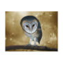Cute little Barn Owl Post Card