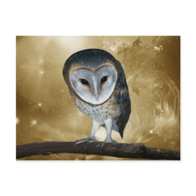 Cute little Barn Owl Post Card by laureenr