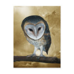 Cute little Barn Owl Postcard