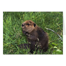 Cute Little Beaver Greeting Card