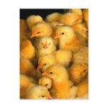 Cute Little Chicks Post Card