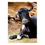 CUTE LITTLE GOAT BUSINESS CARD