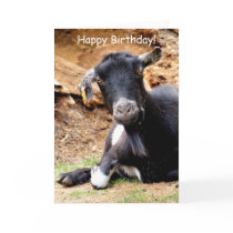 CUTE LITTLE GOAT
