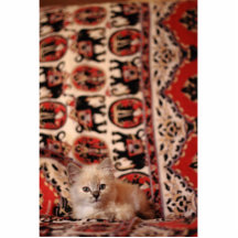 Cute Little Kitten Photo Cutouts