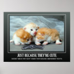 Cute Little Kittens Posters