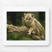 Cute Little Kitty Mousepad