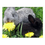 CUTE LITTLE RABBITS BUNNIES DANDELION GRASS NATURE POST CARD