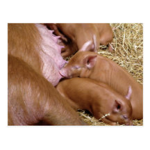 Cute Little Tamworth Piglet - Pig Photography Post Cards