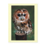 Cute Little Wild Owl Postcards