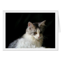 Cute Maine Coon kitten note card