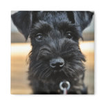 Cute Miniature Schnauzer Magnet