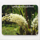 cute mousepad  coelogyne multiflora