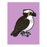 Cute Osprey Postcards
