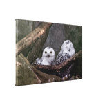 Cute Owls Stretched Canvas Prints