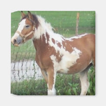 Cute Paint Pony Magnet