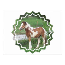 Cute Paint Pony Postcard