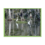 Cute Pair Of Louisiana Herons In Water Near Morgan Post Card
