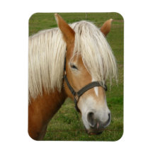 Cute Palomino Pony Premium Magnets