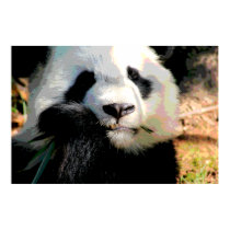 Cute Panda Bear Print posters