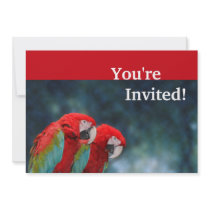 Cute Parrots Couple Anniversary