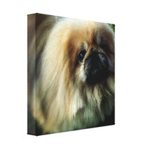Cute Pekingese  Canvas Print