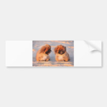 Cute Pekingese Dogs Bumper Stickers