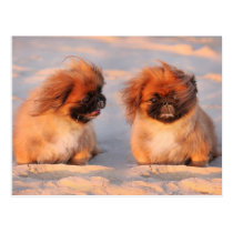 Cute Pekingese Dogs postcards