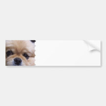 Cute Pekingese Puppy  Bumper Sticker