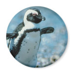 Cute Penguin Refrigerator Magnets
