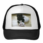 Cute pic of black and white kittens mesh hat