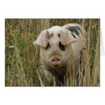 Cute Pig Greeting Card