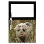Cute Pig Memo Board Dry Erase Whiteboards