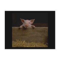 Cute Piglet Post Cards