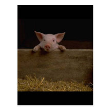 Cute Piglet Postcard
