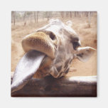 Cute Pose By Giraffe Fridge Magnet