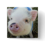 Cute Pot Belly Pig Button