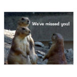 Cute Prairie Dogs We've Missed You Postcards