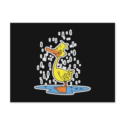 cute puddle duck in the rain postcard by doonidesignsanimals