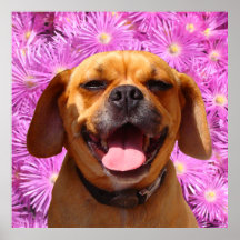 Cute Puggle Posters