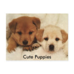 Cute Puppies Post Cards