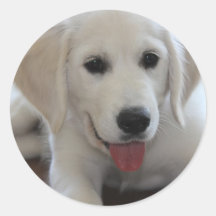 Cute puppy - create your own gifts round stickers