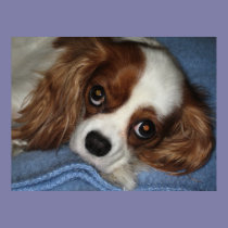 Cute Puppy Dog posters