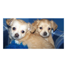 Cute Puppy Photo Card