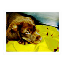 Cute Puppy Post Card