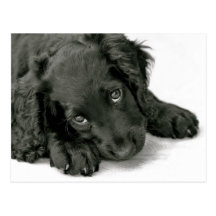 Cute Puppy postcard