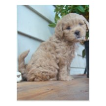 Cute Puppy Postcards