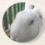 Cute Rabbit