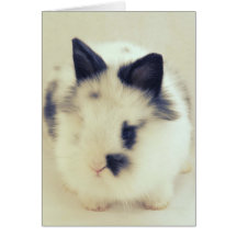 Cute Rabbit Greeting Card