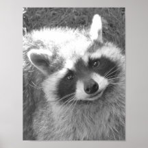 Cute Raccoon Print